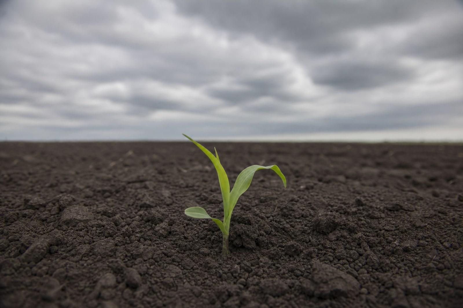 A single young maize seedling growing from dark tilled soil in an empty field under a grey overcast sky.