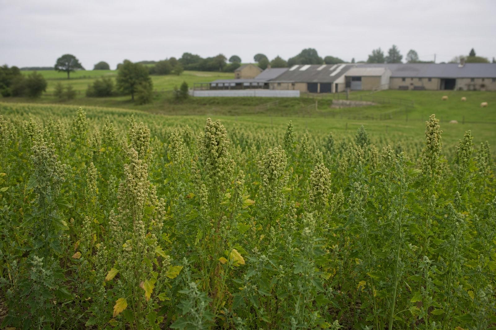 A field of ripening quinoa with feathery seed heads beside a small dairy farm on the rural edge of a Luxembourg town under soft overcast light.