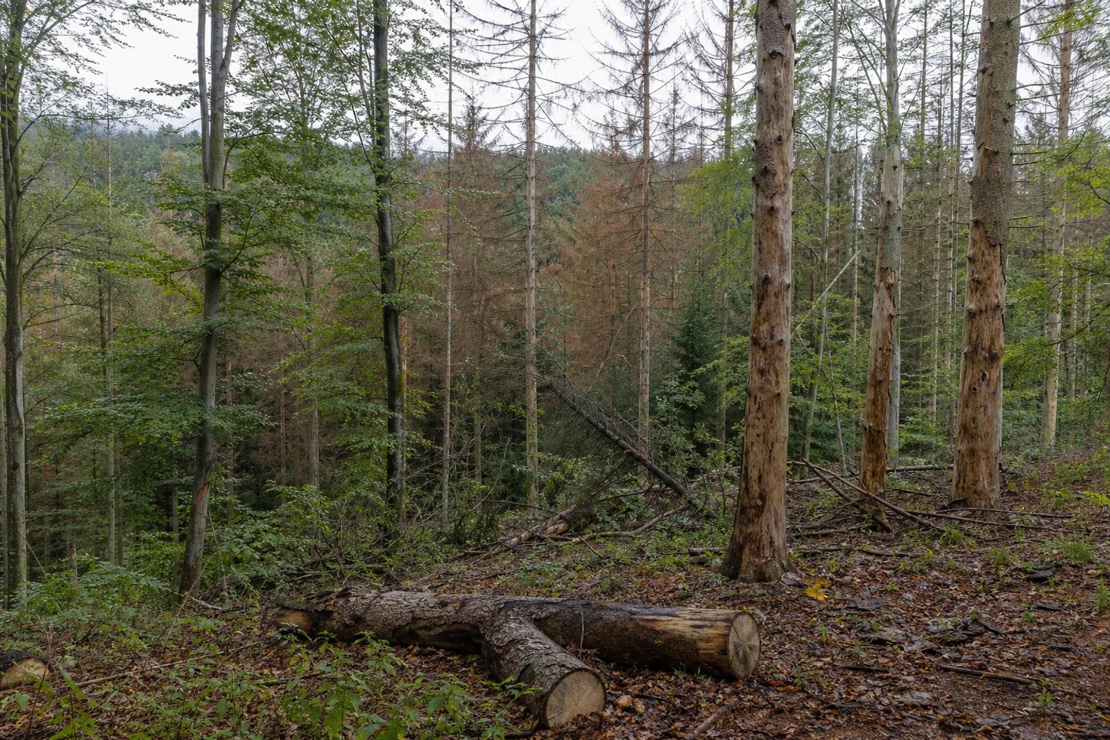 A drought-damaged mixed forest in Luxembourg with thinning brown crowns and dead, bark-stripped spruce standing among healthier trees.